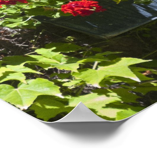 Blume Red Geranium Poster (Ecke)