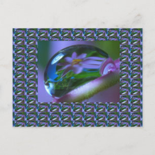 Blume REFLECTION auf einem DEW DROP . Niedrigpreis Postkarte