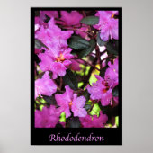 Blume Rhododendron Garden Poster (Vorne)