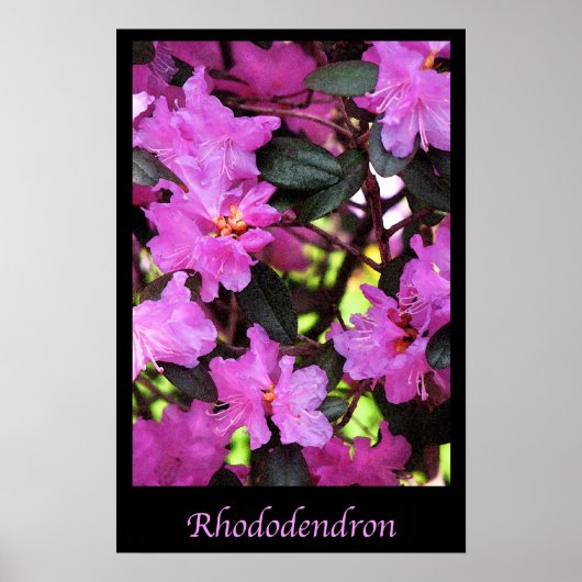 Blume Rhododendron Garden Poster (Vorne)