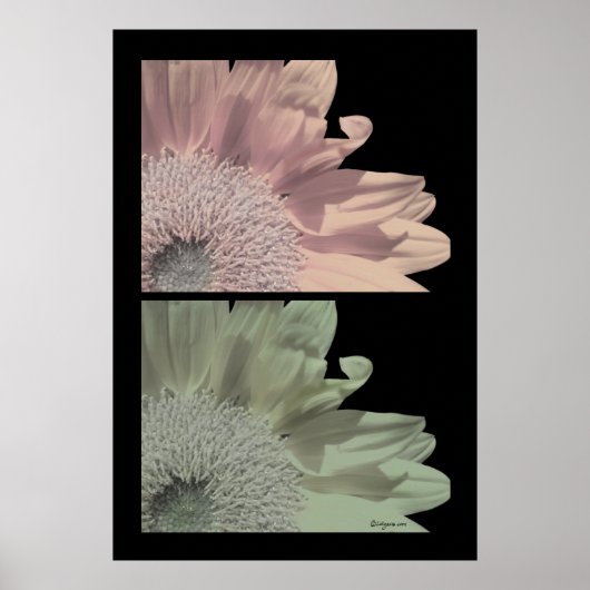 Blume Rosa Blume Plakat drucken (Vorne)