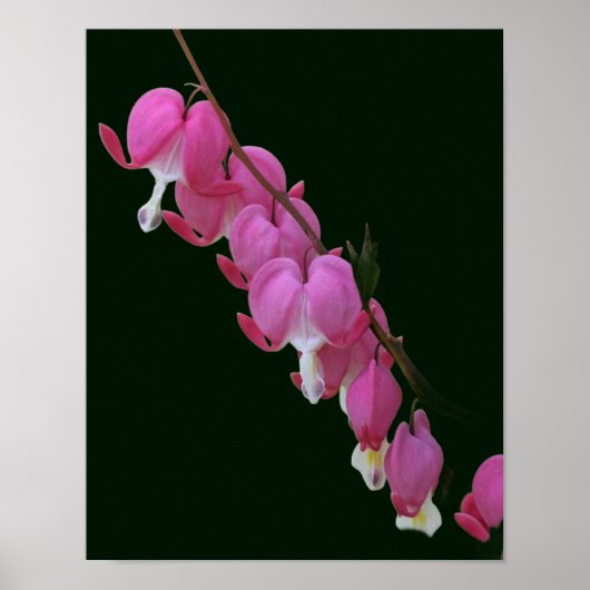 Blume rosa Blutungen im Herzen Poster (Vorne)