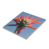 Blume Rosa Erythrina Fliese (Seite)
