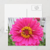 Blume, rosa Staat Messezinnie Postkarte (Vorne/Hinten)