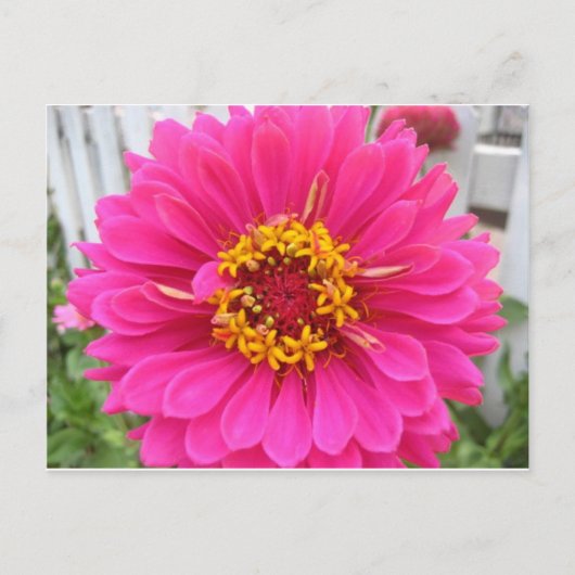 Blume, rosa Staat Messezinnie Postkarte (Vorderseite)
