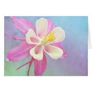 Blume rosa und weiß