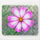 Blume Rosa und Weißkosmos Mousepad (Vorne)