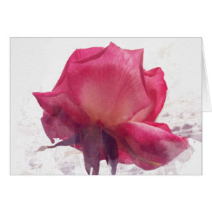 Blume. Rose