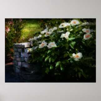 Blume - Rose - an der Wand Poster