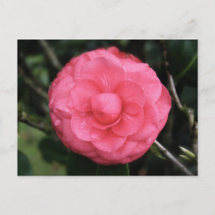 Blume Rose, mauritius, Mylifeisart Postkarte