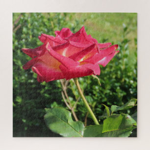 Blume, rot, Blütenblatt, Rose, Natur, Blüte, flora Puzzle