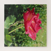 Blume, Rot, Blütenblättern, Rose, Natur, Blüte, Puzzle (Horizontal)