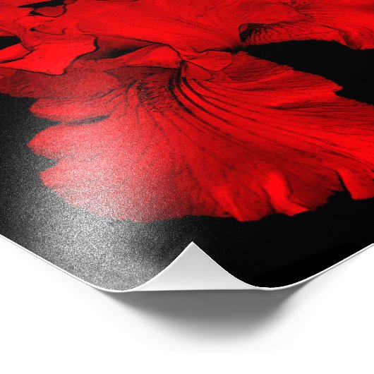 Blume Rot-gebläht Iris Art 8x8 Fotodruck (Ecke)