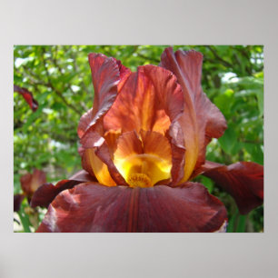 Blume Rot-Gelb-Iris-Garten Kunstdrucke Poster
