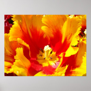 Blume Rot-Gelb-Tulip Kunstdrucke Poster