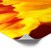 Blume Rot-Gelb-Tulip Kunstdrucke Poster (Ecke)