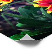 Blume Rot und Gelb Gaillardia Blanket Poster (Ecke)