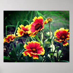 Blume Rot und Gelb Gaillardia Blanket Poster