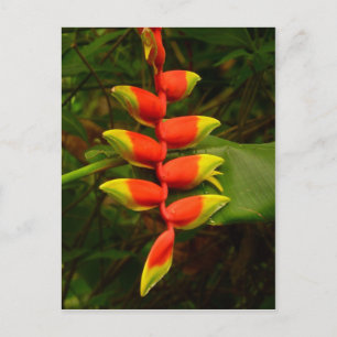 Blume Rot und Gelb Heliconia Postkarte