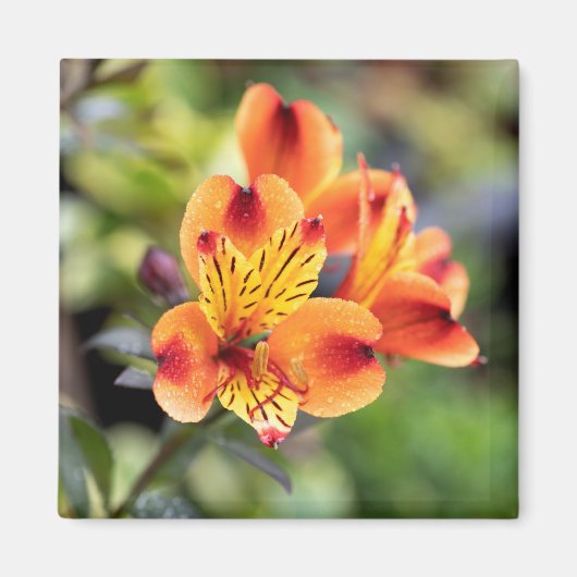 Blume Rot und Orange Alstroemeria Magnet (Vorne)