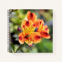Blume Rot und Orange Alstroemeria Notizblock