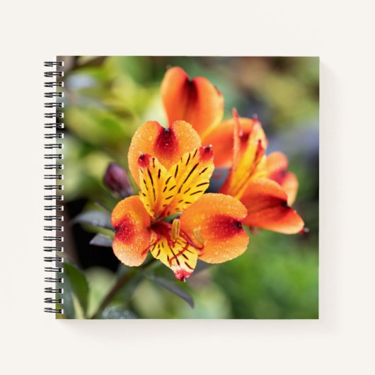 Blume Rot und Orange Alstroemeria Notizblock (Vorderseite)
