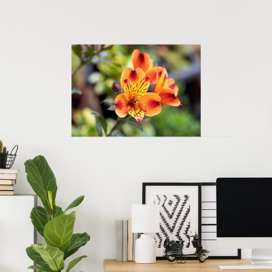 Blume Rot und Orange Alstroemeria Poster (Heimbüro)