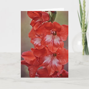 Blume Rot und Weiß Gladiolus Karte