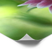 Blume rot-weiß poster (Ecke)