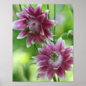 Blume rot-weiß poster (Vorne)