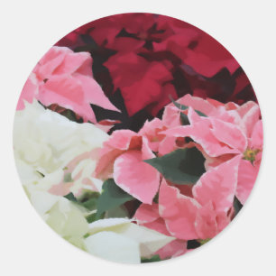 Blume Rot-Weiß und Rosa Winterpoinsettia Runder Aufkleber