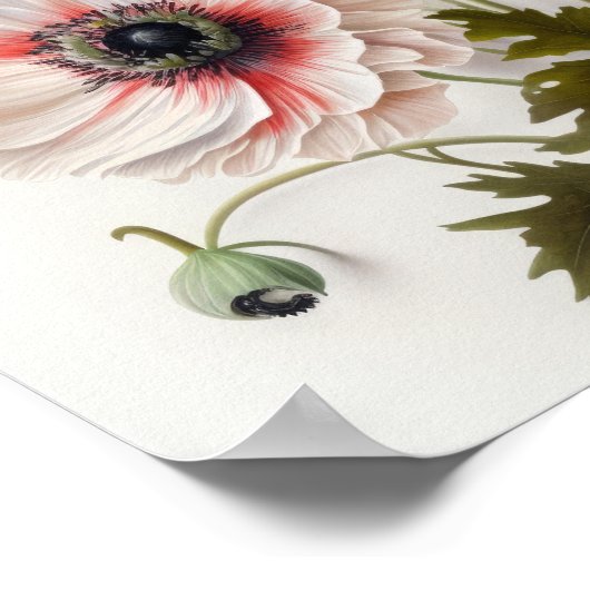 Blume Rote Anemone Poster (Ecke)