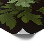 Blume Rote Anemone Poster (Ecke)