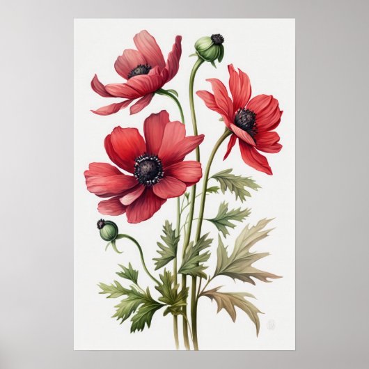 Blume Rote Anemone Poster (Vorne)