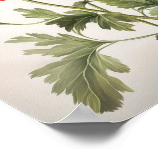 Blume Rote Anemone Poster (Ecke)