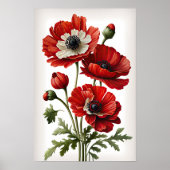Blume Rote Anemone Poster (Vorne)