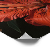 Blume Rote Lilie Art Print Poster (Ecke)