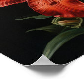 Blume Rote Lilie Art Print Poster (Ecke)