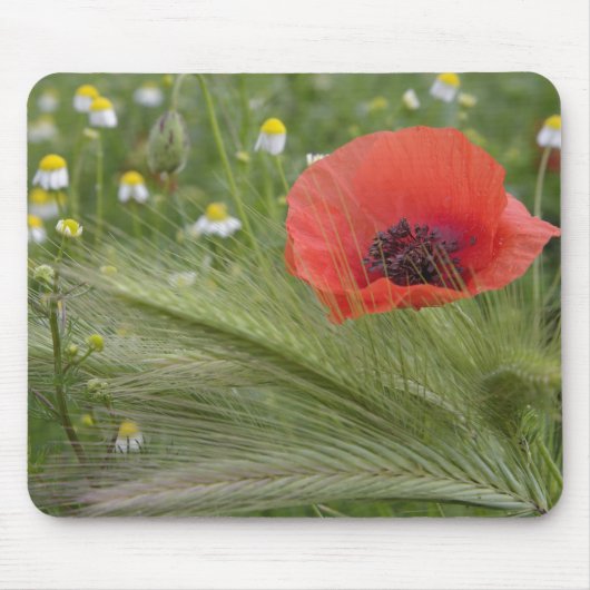 Blume Roter Mohn, Toskana, Italien Mousepad (Vorne)