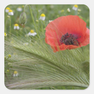 Blume Roter Mohn, Toskana, Italien Quadratischer Aufkleber