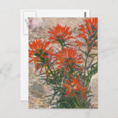 Blume Roter Pinsel Postkarte (Vorne/Hinten)