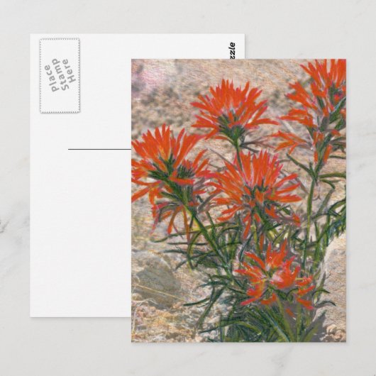 Blume Roter Pinsel Postkarte (Vorne/Hinten)