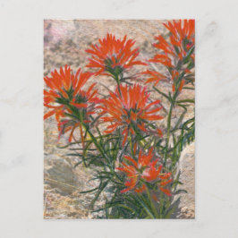 Blume Roter Pinsel Postkarte