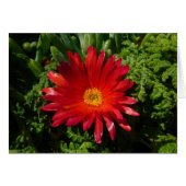 Blume Rotes Eis Farbenfrohe Teppiche Pflanze (Vorderseite (Horizontal))