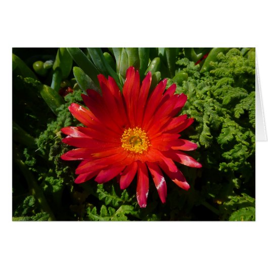 Blume Rotes Eis Farbenfrohe Teppiche Pflanze (Vorderseite (Horizontal))