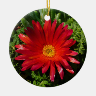 Blume Rotes Eis Farbenfrohe Teppiche Pflanze Keramikornament