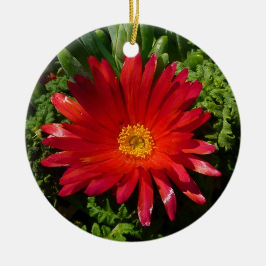 Blume Rotes Eis Farbenfrohe Teppiche Pflanze Keramikornament (Vorne)