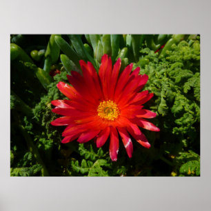 Blume Rotes Eis Farbenfrohe Teppiche Pflanze Poster