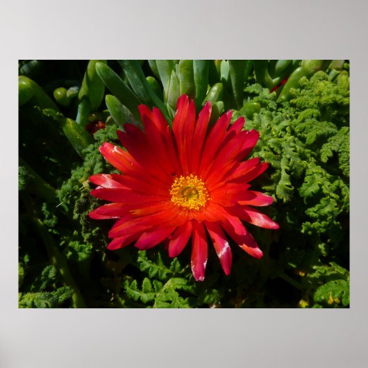 Blume Rotes Eis Farbenfrohe Teppiche Pflanze Poster (Vorne)