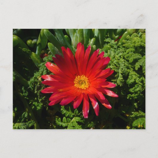 Blume Rotes Eis Farbenfrohe Teppiche Pflanze Postkarte (Vorderseite)